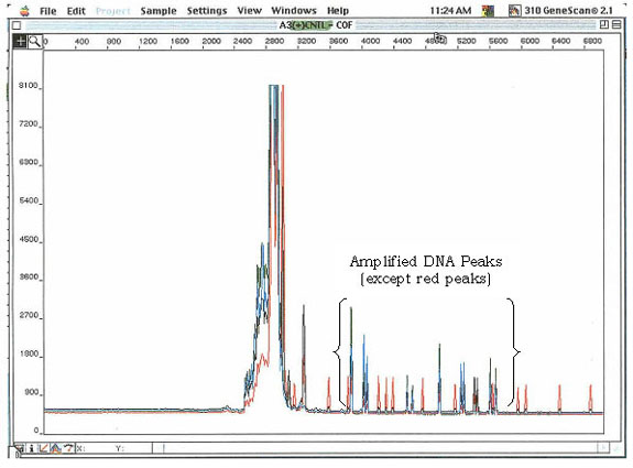 Screenshot of Genescan software showing amplified DNA peaks.
