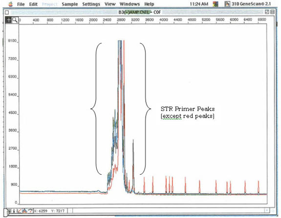 Screenshot of Genescan software showing STR Primer Peaks.