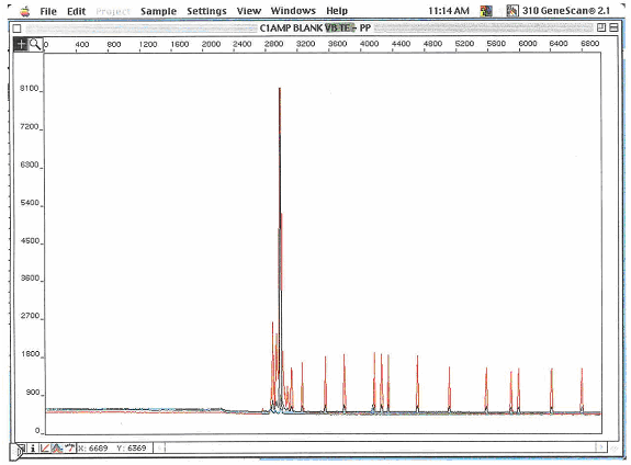 Screen shot of GeneScan software NOT showing STR Primer Peaks